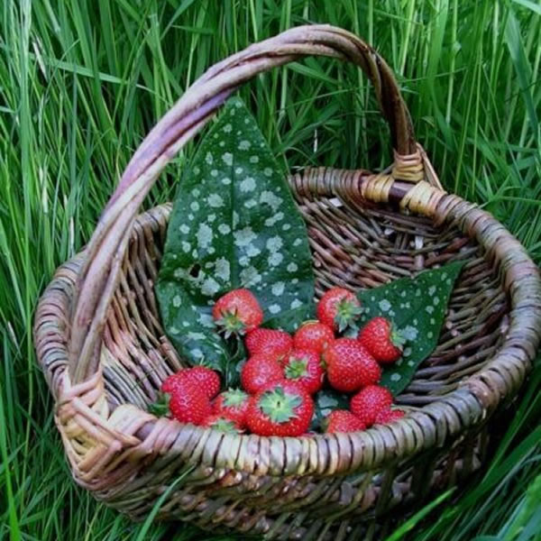 Jo Hammond - Willow Weaving Berry Basket***Only 1 Place Remaining***