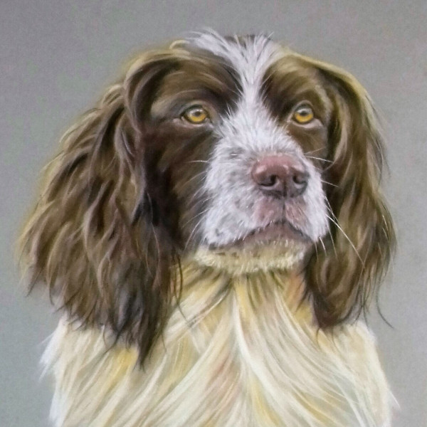 Colin Ayers Pastel Pet Portrait for Beginners