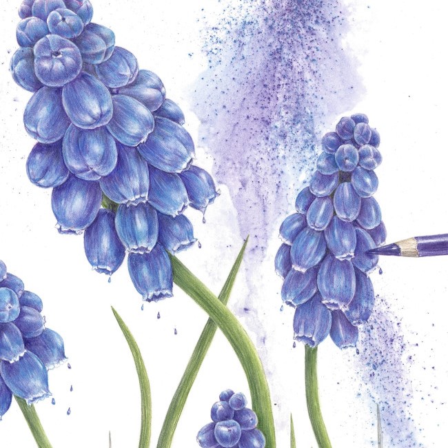 Amber Halsall - Coloured Pencils for Beginners and Improvers, Spring Blooms-SORRY FULLY BOOKED