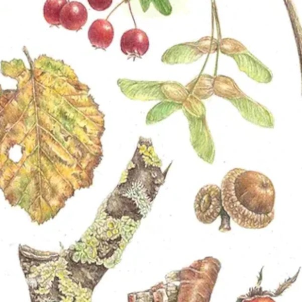 Amber Halsall - Coloured Pencils for Beginners and Improvers, Autumn