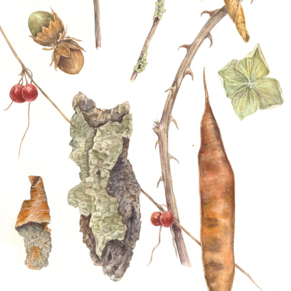 Amber Halsall - Botanical Watercolour, Autumn