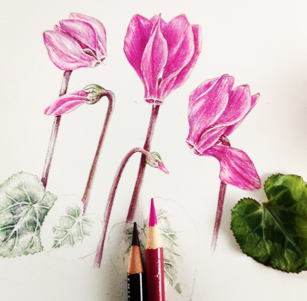 Amber Halsall - Coloured Pencils for Beginners and Improvers, Spring Flowers***Only 2 Places Remaining***